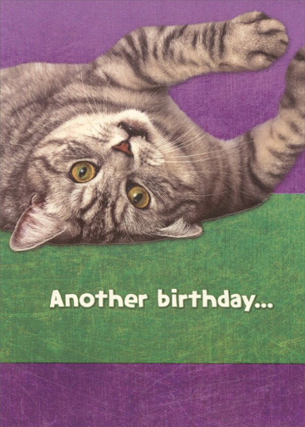 Upside Down Cat on Purple and Green Funny Humorous Birthday Card