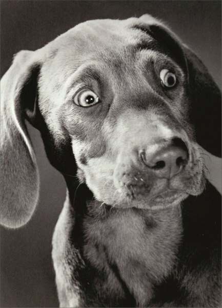 Surprised Weimeraner Funny Birthday Card – Greeting Card by Avanti Press