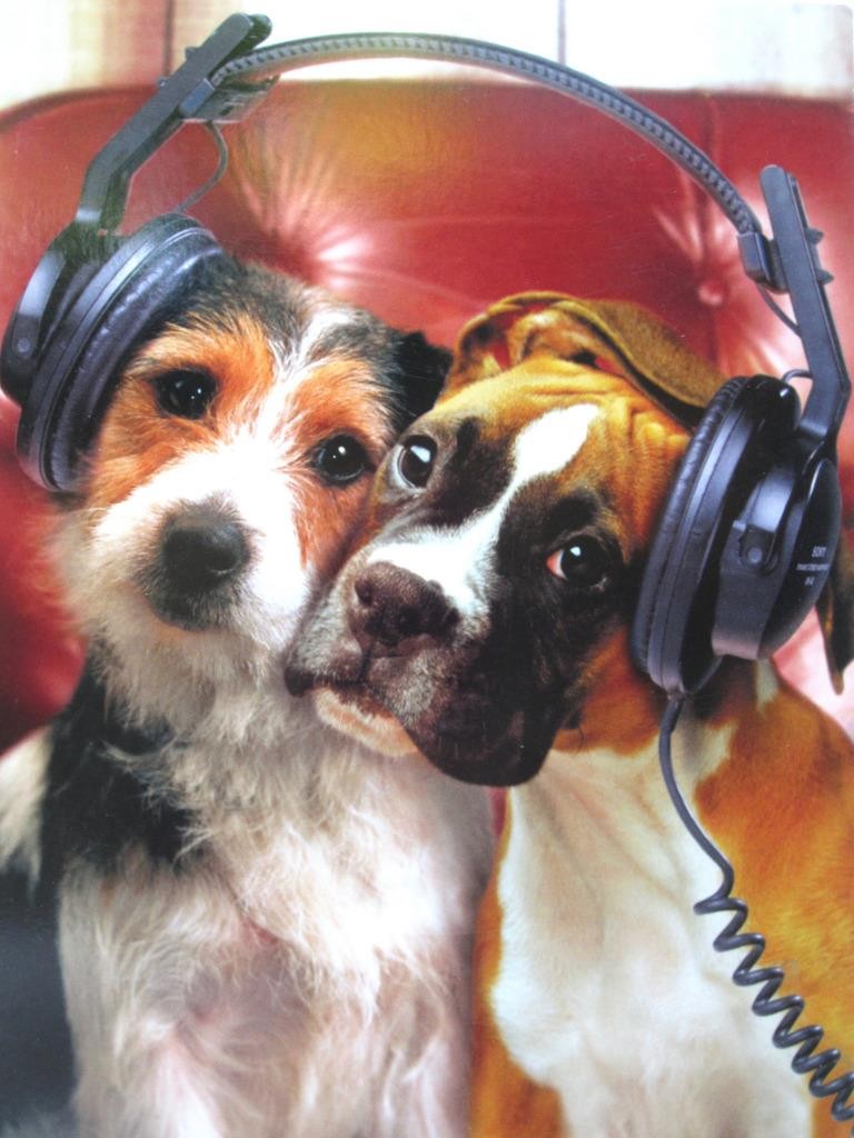 Friendship Romantic AVANTI CARD “I really like this mix” DOGS SHARING HEADPHONES