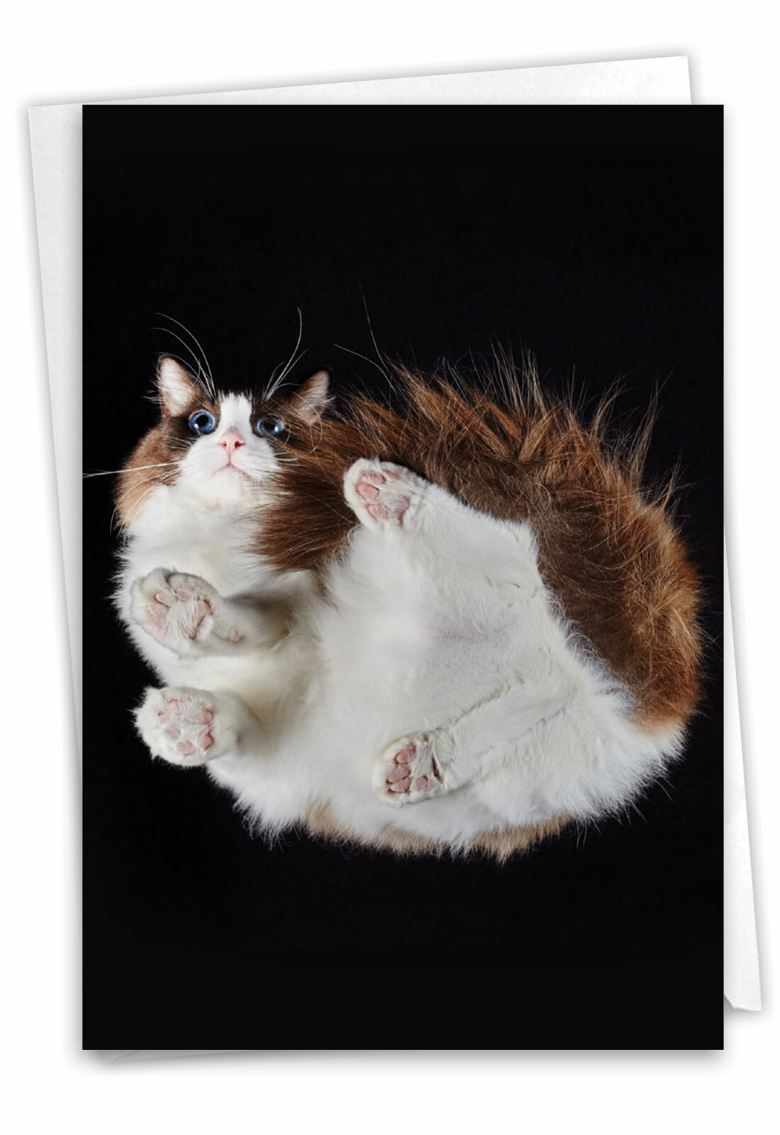 1 Birthday Card with Envelope – Under Cats C7185ABDG