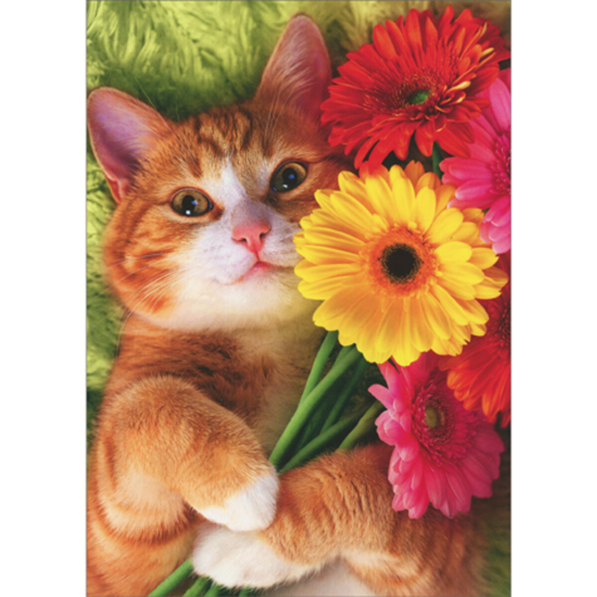 Orange Cat Holding Red Pink Yellow Gerbera Daisies Bouquet Mother’s Day Card