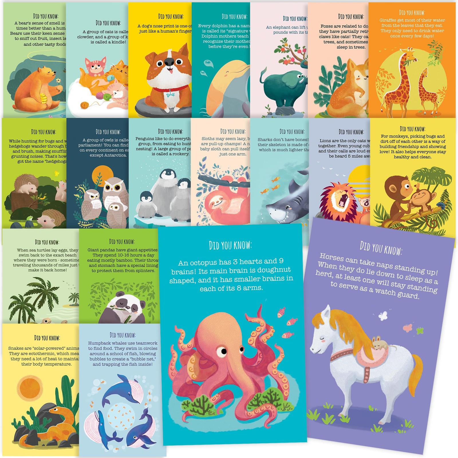 T MARIE 40 Animal Fun Fact Postcards – Bulk Thinking of You Postcard Pack for…