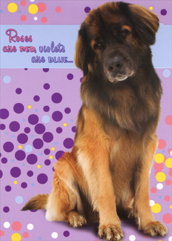 Roses are Red Violets are Blue Brown Dog Across the Miles Birthday Card