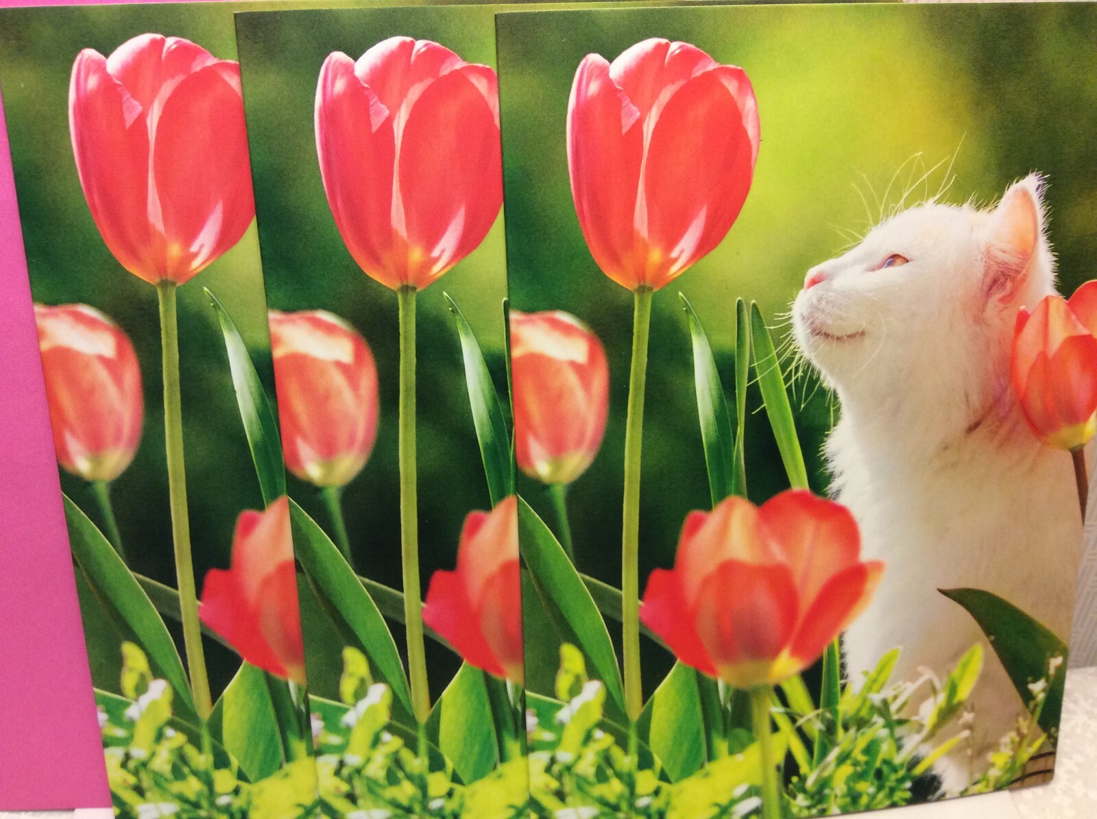 BLANK INSIDE AVANTI GREETING CARDS New w/Envelopes LOT 3 WHITE CAT w/FLOWERS