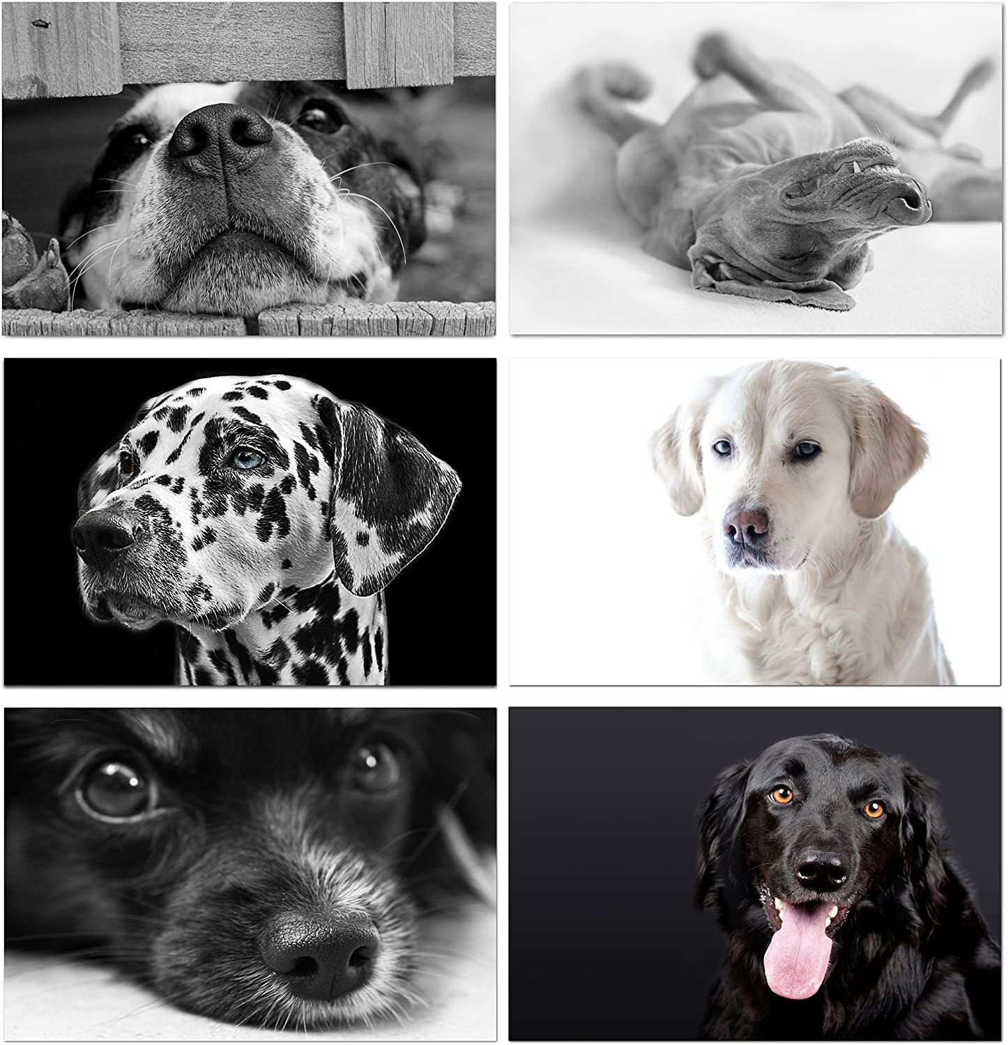 Dog Greeting Cards – Blank Inside – Available in 12 or 24 Packs – 5.5″x4.25″