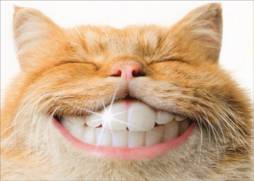 Avanti Press Cat With Shiny Human Teeth Humorous Funny Support Card
