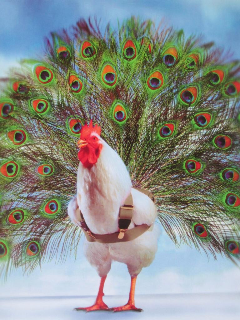 “I Got it on e-Bay!” AVANTI Friendship Card ROOSTER IN PEACOCK COSTUME