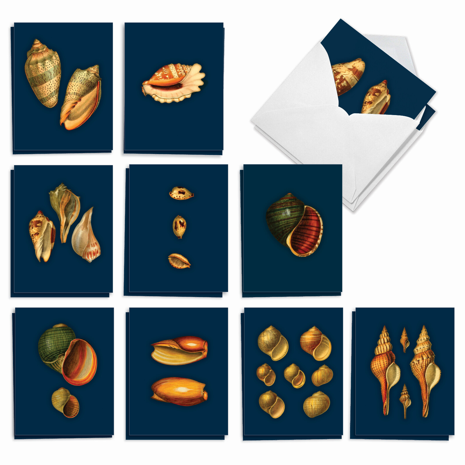 20 Assorted Blank Cards (10 Designs, 2 Ea) – Spectacular Shells AM7040OCB-B2x10