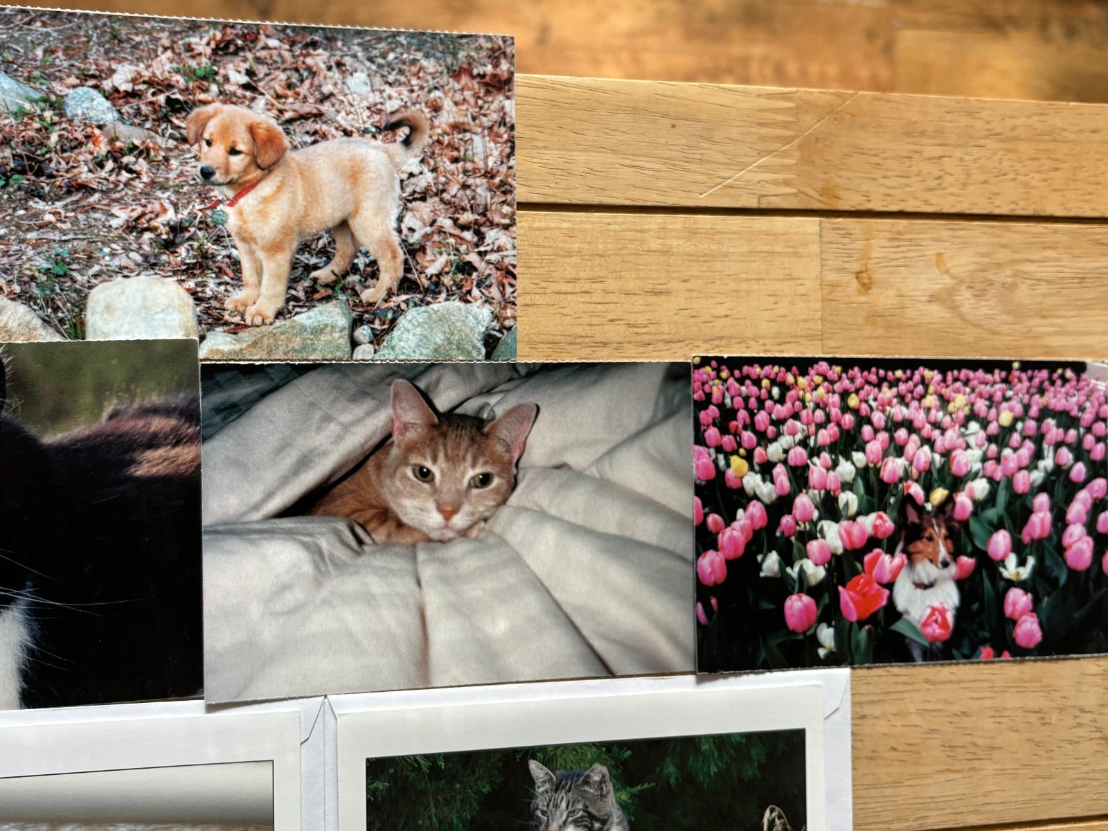 Animal Rescue – Charity Greeting Cards – Lot of 14 w/Envelopes & 6 Postcards