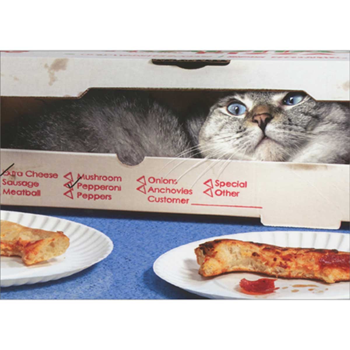 Avanti Press Gray Cat Hiding in Pizza Box Funny Just For Fun Card