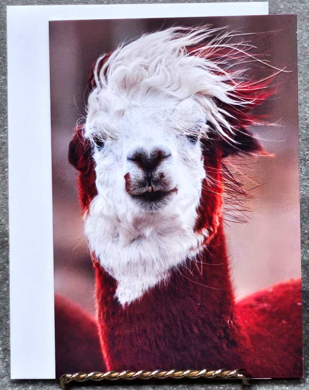Birthday Card w Envelope American Greetings Funny Adult Humor Llama in the Wind