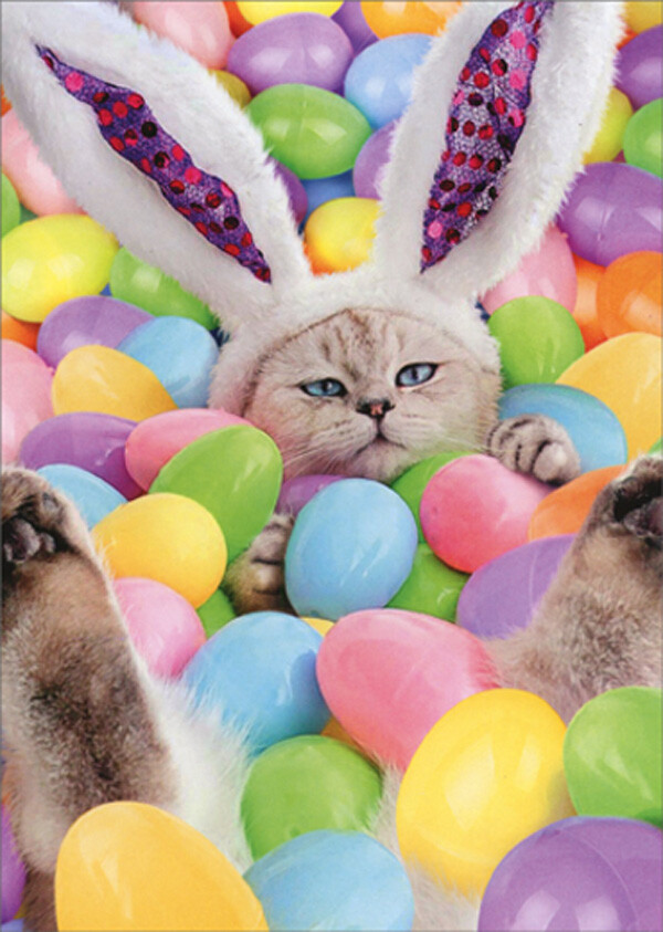 Avanti Press Bunny Cat in Pool of Easter Eggs Humorous Funny Easter Card