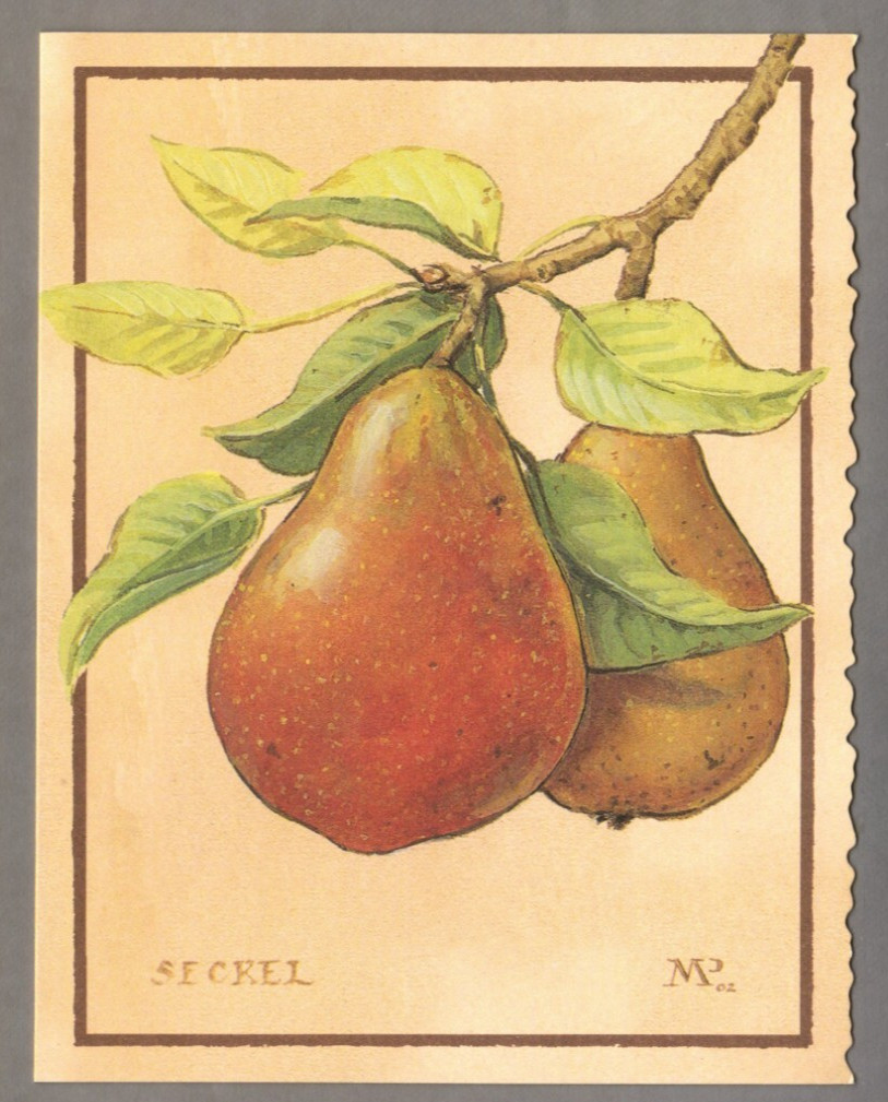 Meg Page Blank Pear Note Card, Seckel, 2002 Southern Living at Home, 6.5″