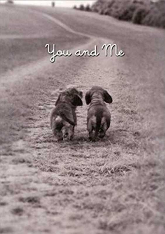 You & Me – Nowhere I’d Rather Be AVANTI BIRTHDAY CARD Romantic Family DACHSHUNDS
