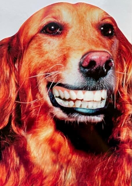 “Reality Bites!” DIE CUT BIRTHDAY CARD Dog in Dentures AVANTI Golden Retriever