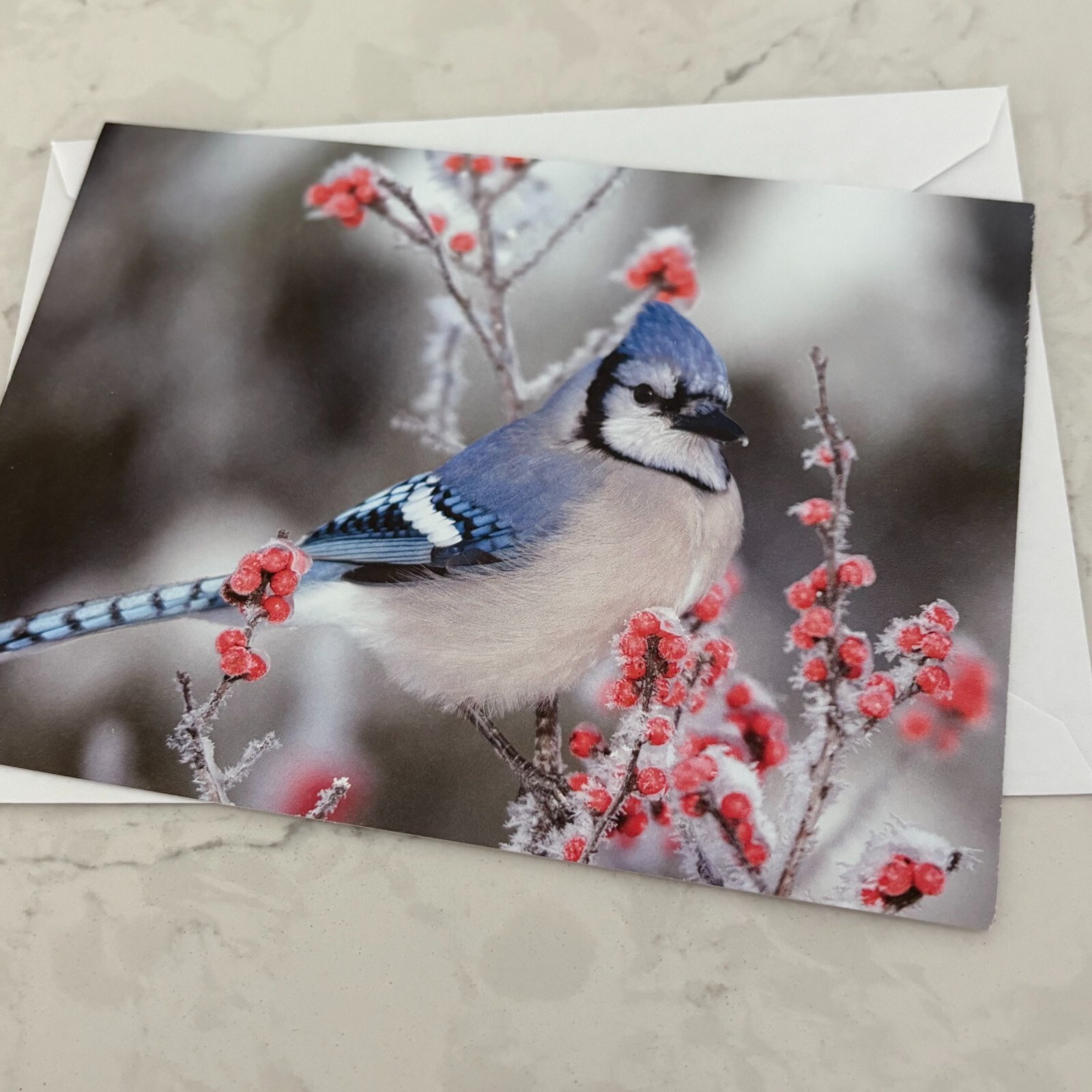 Blue Jay and Red Berries Blank Message Greeting Card with Envelope
