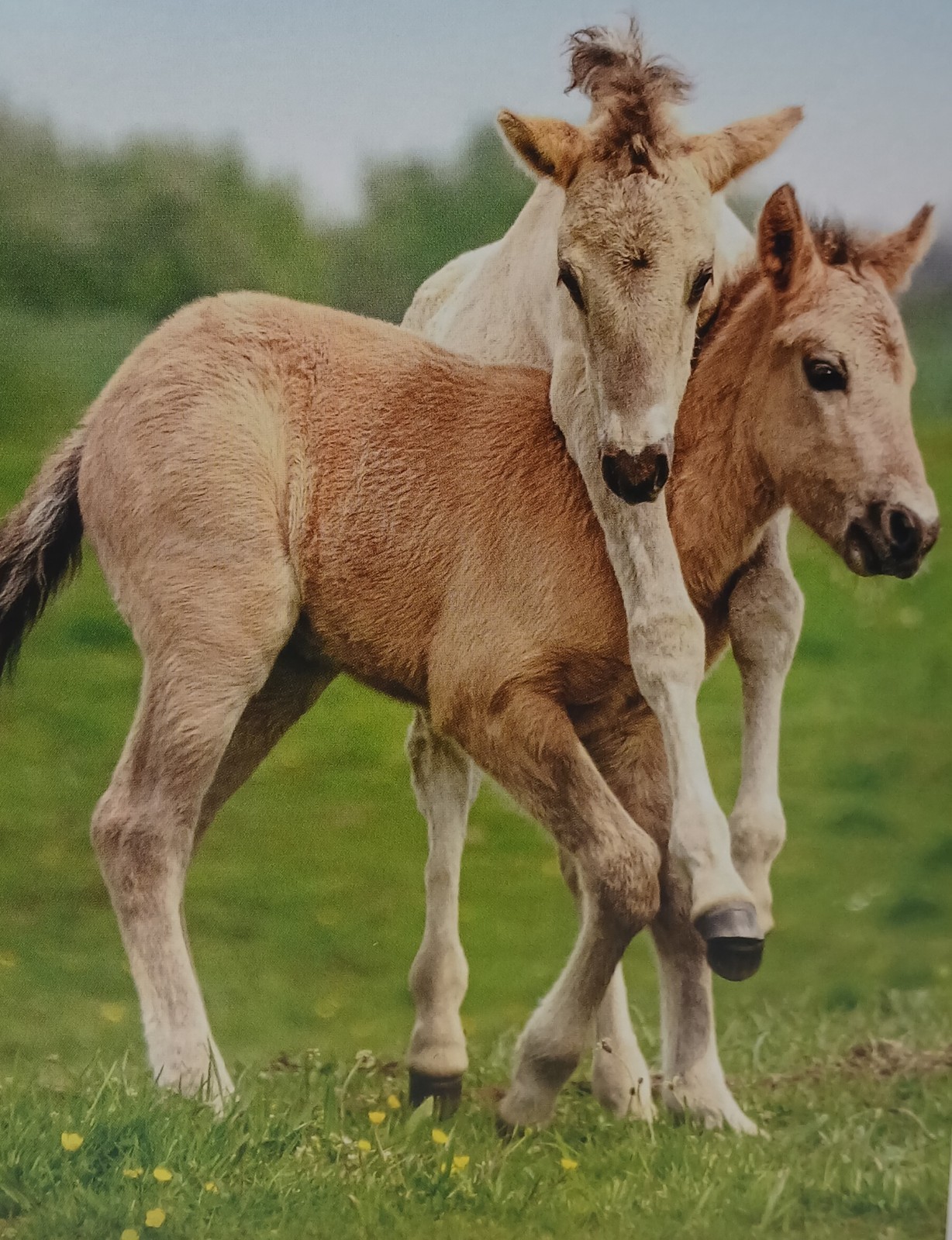 Hallmark Thank You Card Cute Horses Hugging Awkward Hugs farm animals