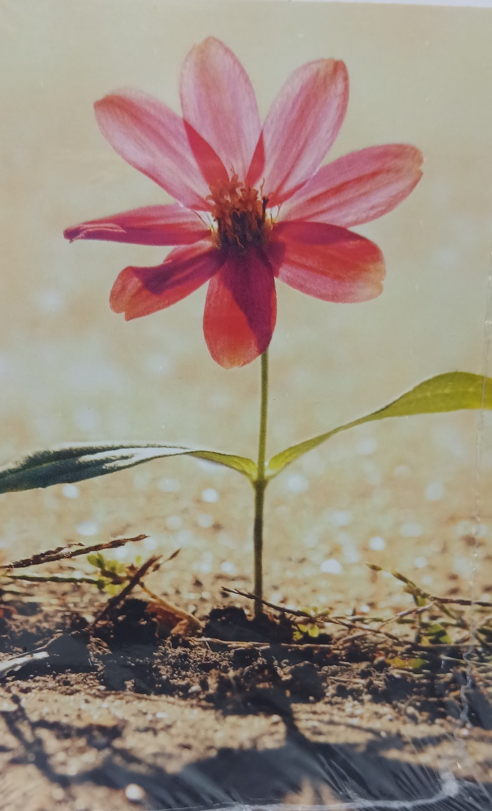 Expressions Hallmark Blank Note Cards Flower Garden Summer Time 6 Cards