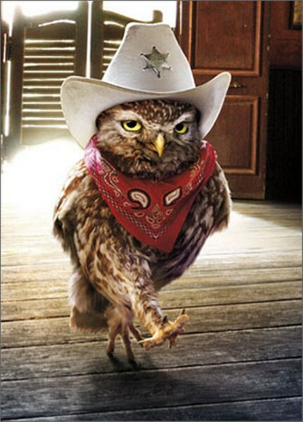 Cowboy Owl Funny Birthday Card – Greeting Card by Avanti Press
