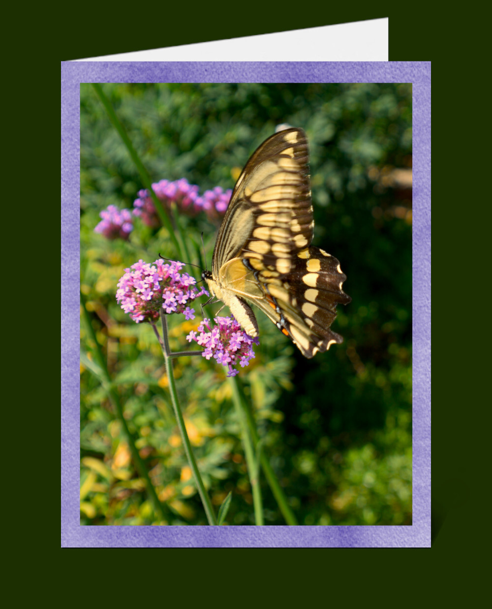 Nature Greeting Cards & Envelopes Blank 100% Recycled Windpower-made Paper