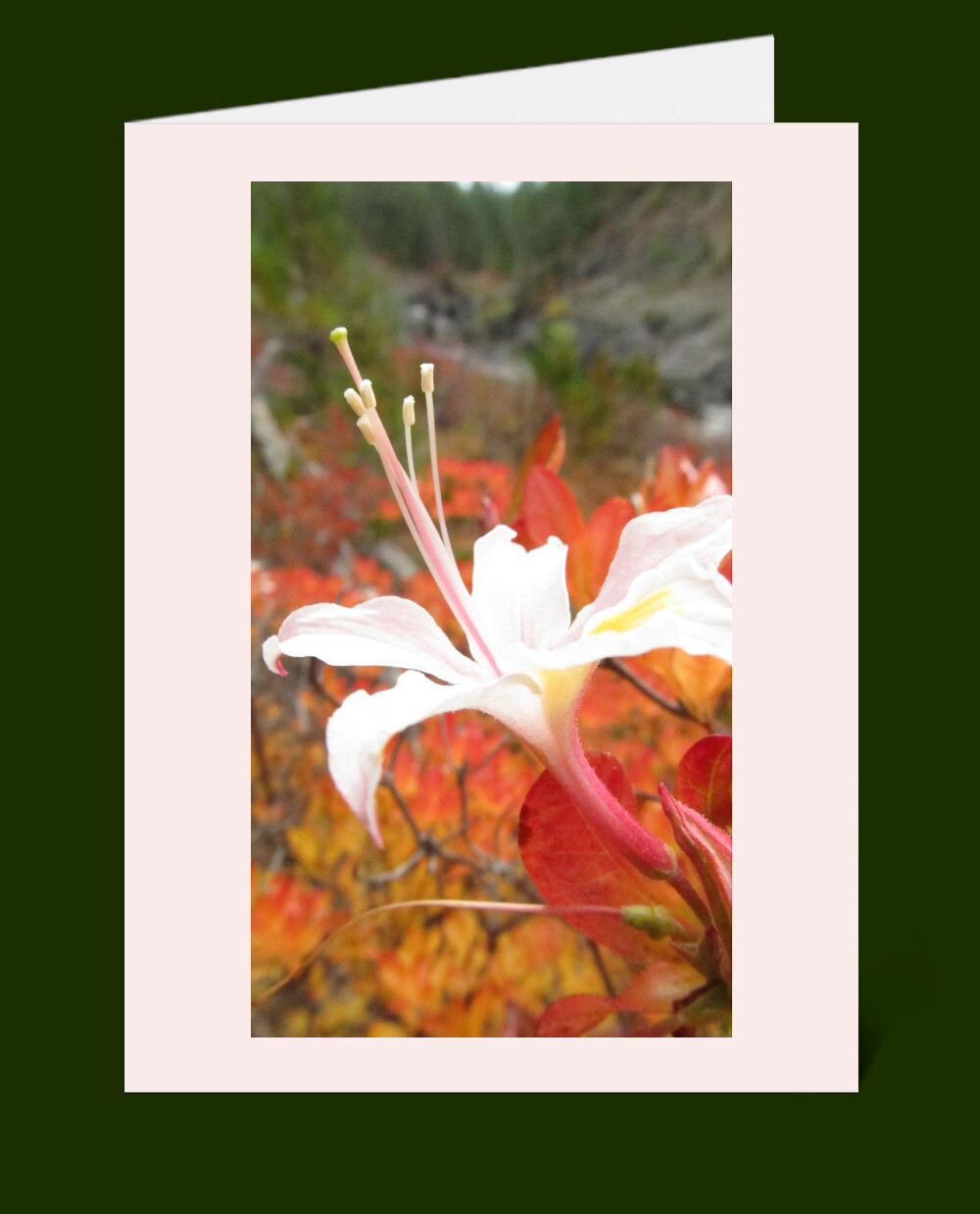 Nature Greeting Cards & Envelopes Blank 100% Recycled Windpower-made Paper
