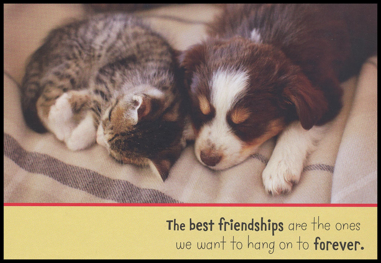 Greeting Card – Cat Dog – For Friend – Birthday – 0535