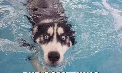 27 Funny Animal Memes To Make You Laugh Till You Drop 1
