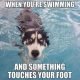 27 Funny Animal Memes To Make You Laugh Till You Drop 1
