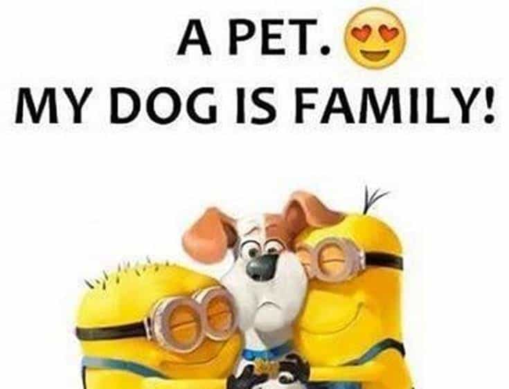 minions funny images about quotes cool