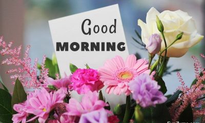 35 best good morning flowers images
