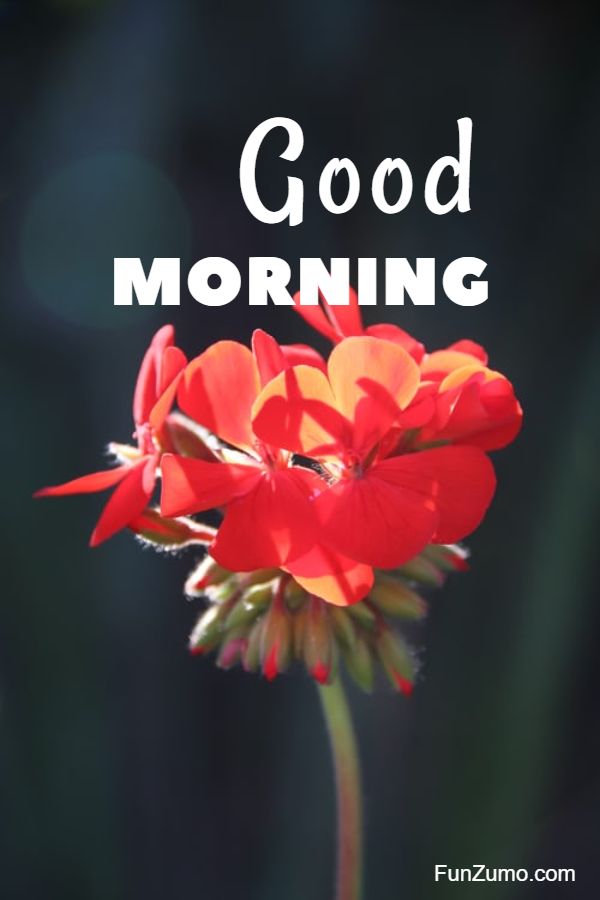 good morning beautiful flowers images