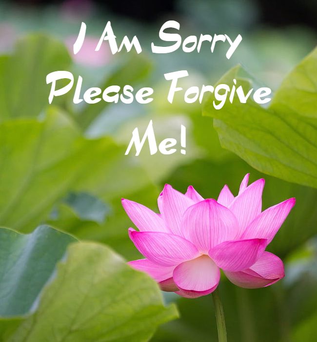 im sorry message for friends