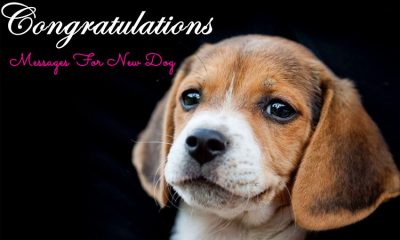 Congratulations Messages For New Dog What To Say To Welcome A New Puppy