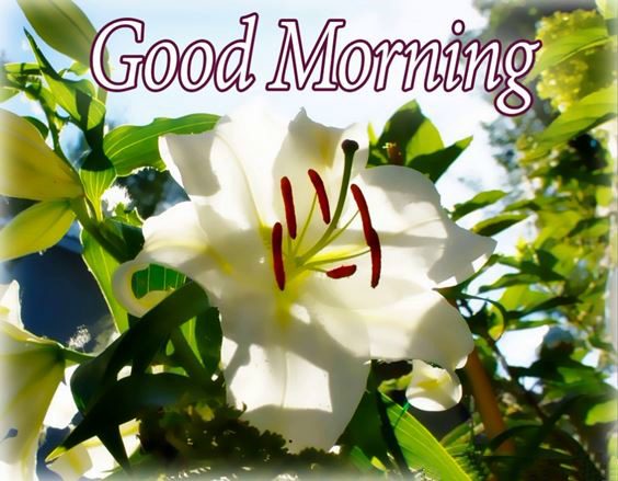 good morning picture Special Good Morning Images wishes with Pictures And beautiful Quotes