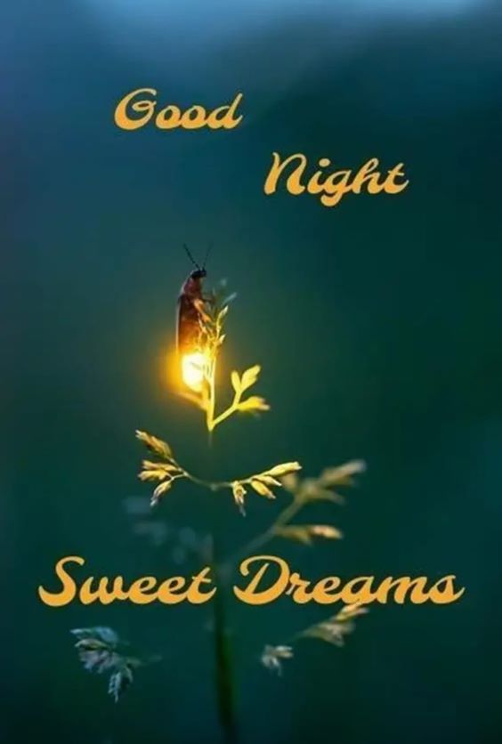 sweet dreams sayings Sweet Good Night Images With Beautiful Quotes