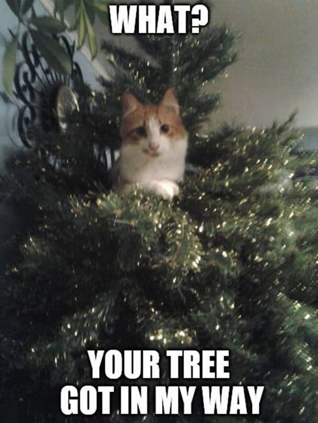 what your tree got in my way funny christmas memes