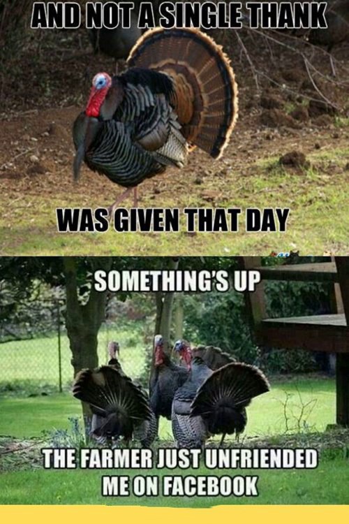 funny thanksgiving meme and turkey meme
