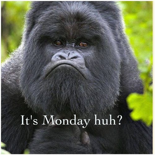 how i feel about mondays and monday morning coffee funny