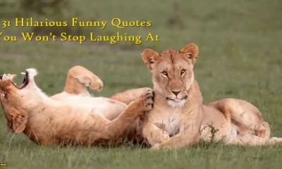 Hilarious Funny Quotes You Wont Stop Laughing At