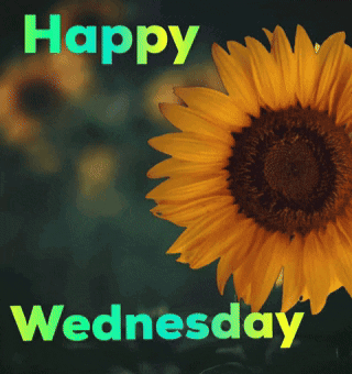 best Funny Wednesday GIFs of the Week best Funny Wednesday GIFs of the Week