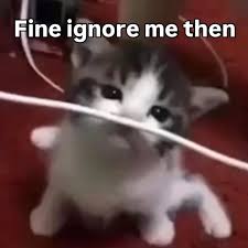 cute cat memes love