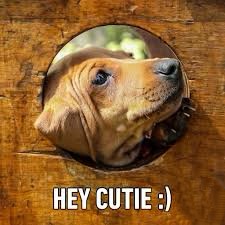 cute funny i love you memes