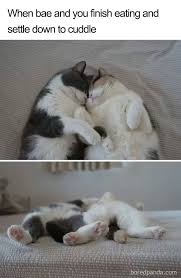 cute i love you memes for boyfriend