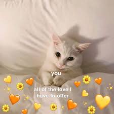 cute love meme cat