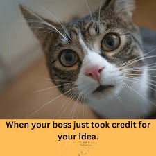 funny hilarious cat memes