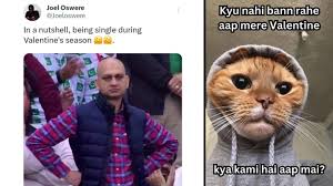 hilarious funny cat memes