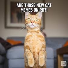 hilarious funny christmas memes