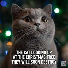 hilarious memes and jokes